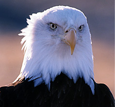 http://www.mrx.com/images/94.jpg